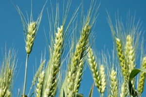 1382014 green wheat1