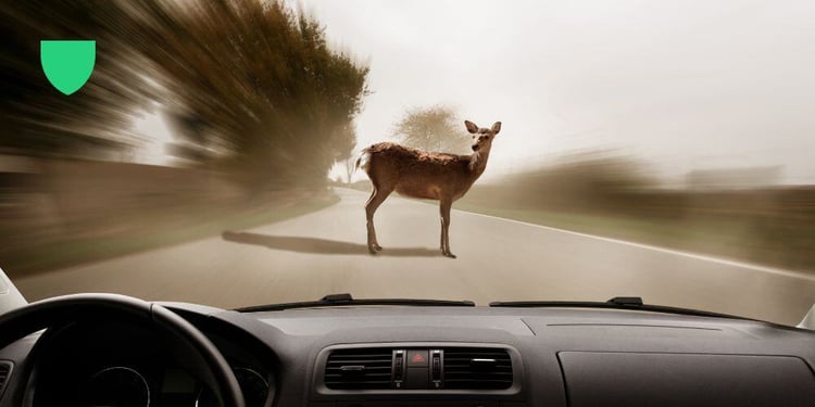 Comprehensive coverage fo animal collisions