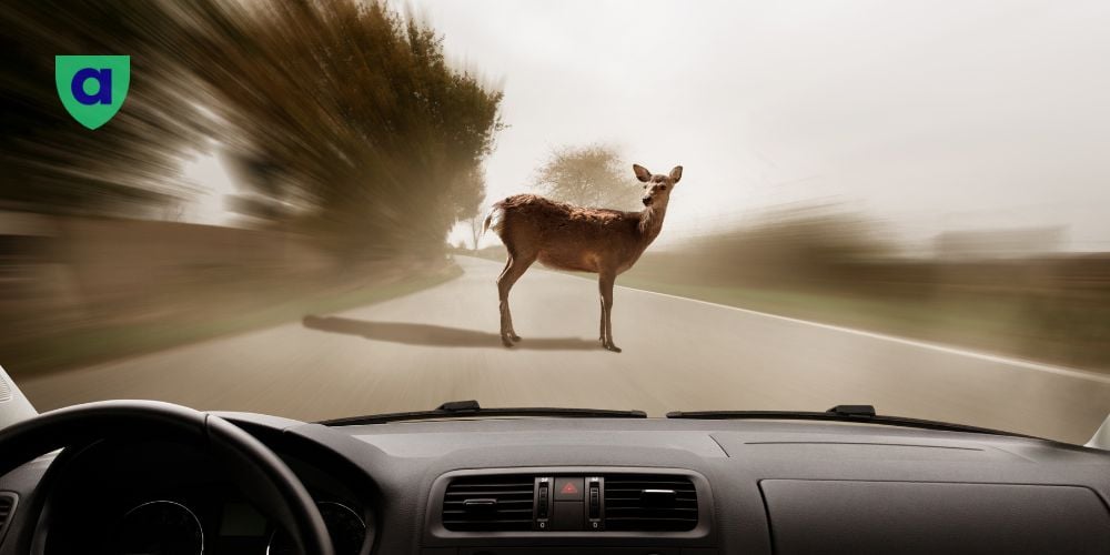 The Guide to Auto Insurance In Alberta Liability, Comprehensive, and