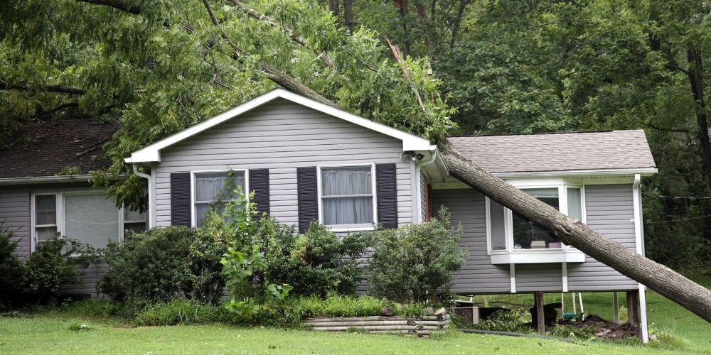 Does-insurance-cover-a-tree-on-your-house