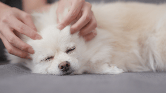 Pet Massage (1)