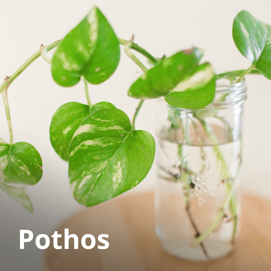 Are These Common Houseplants Pet Safe?