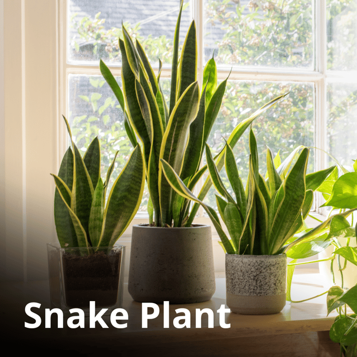 Are These Common Houseplants Pet Safe?
