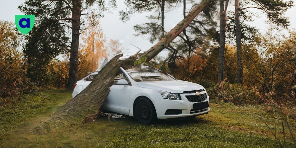 When-a-tree-fall-on-your-car