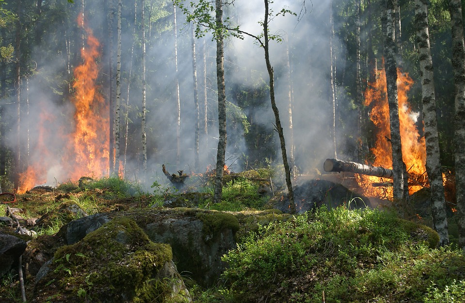 forest-fire-432870_960_720